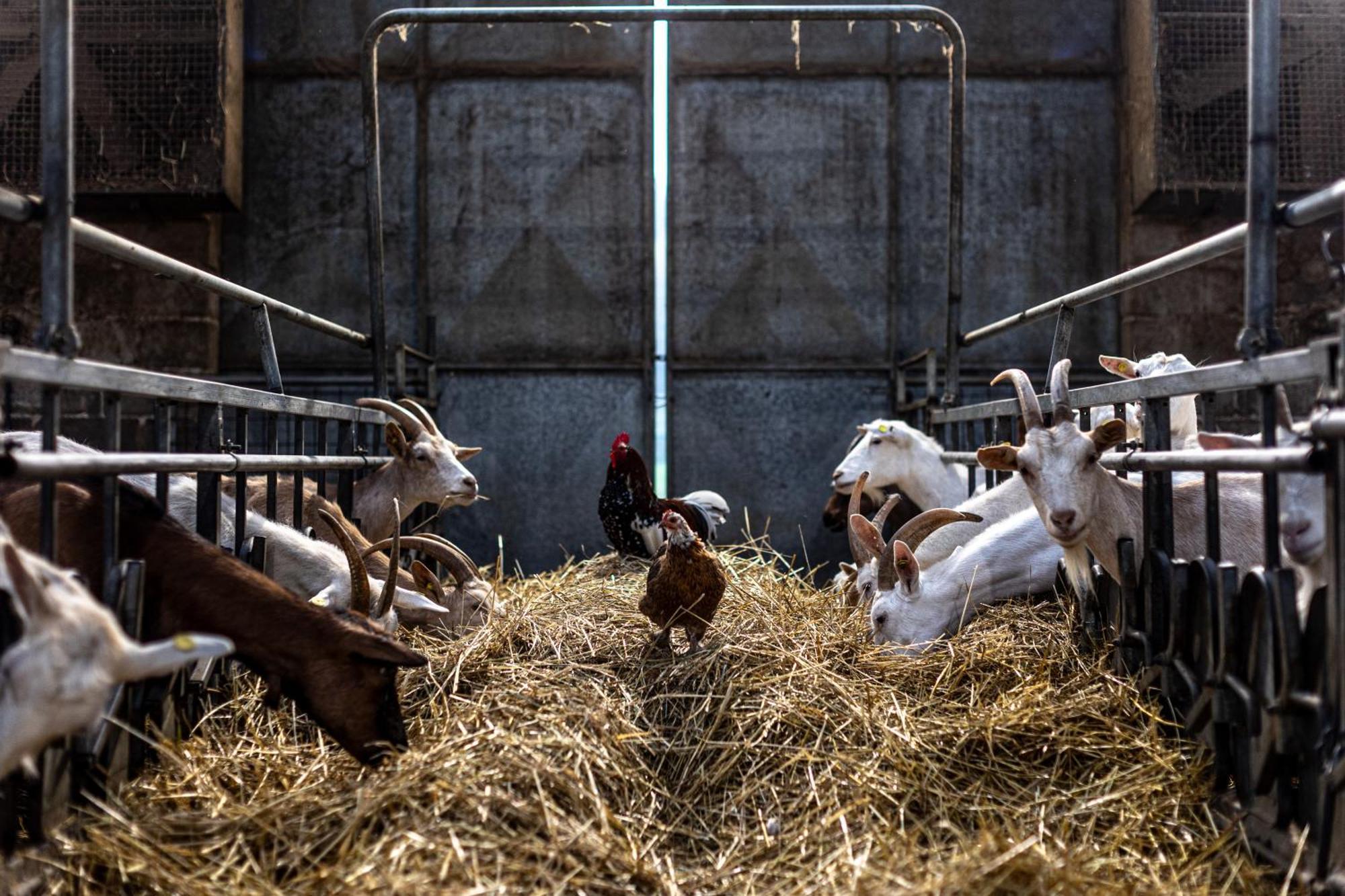 Agriturismo Why Farm Marano Ticino Ngoại thất bức ảnh