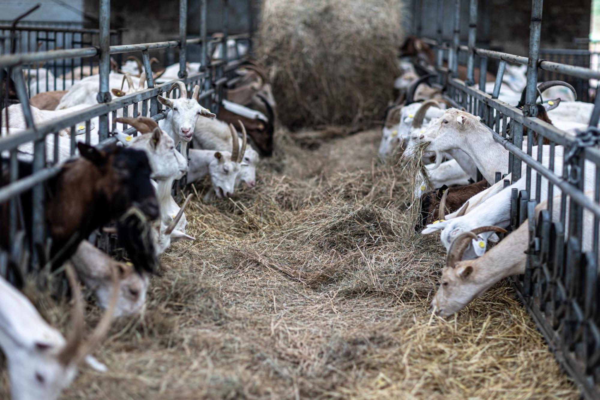 Agriturismo Why Farm Marano Ticino Ngoại thất bức ảnh